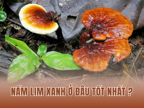 Nấm Lim Xanh ở đâu tốt nhất? Thông tin bạn cần biết trước khi mua